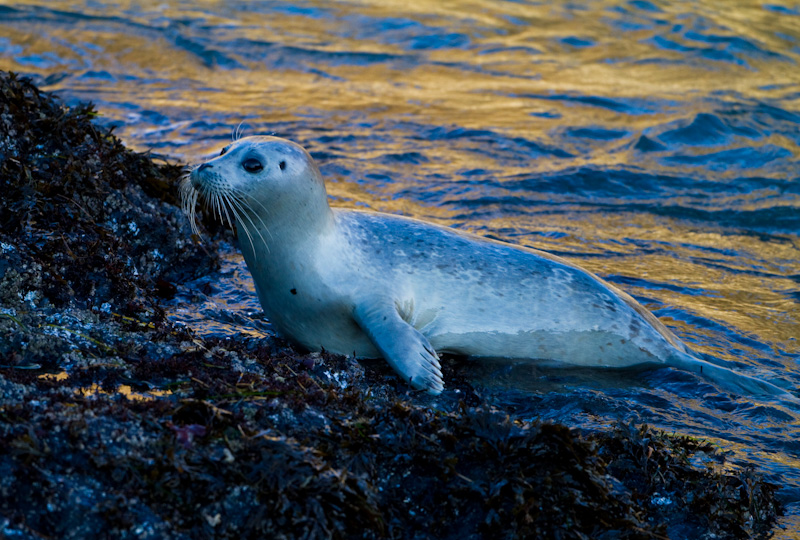 Harbor Seal